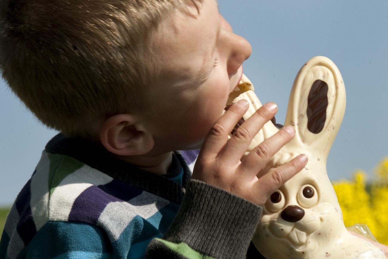 Boy eats chocolate bunny,