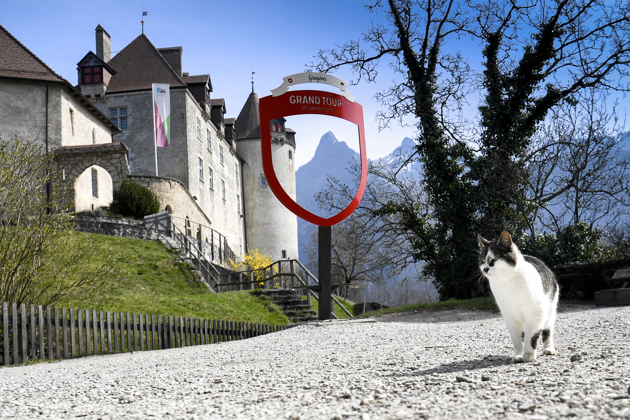 Cat in front of a castle