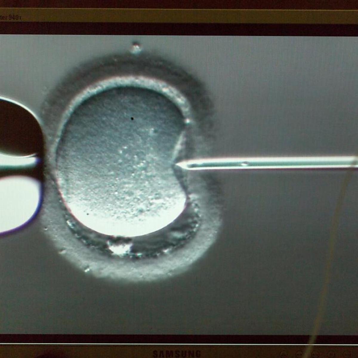 rittersporn künstlich Künstlicher Rittersporn main image 1