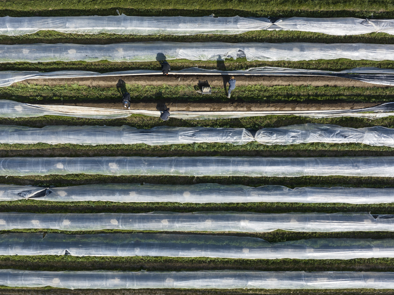 Workers pick asparagus at a farm in Rafz, canton Zurich.