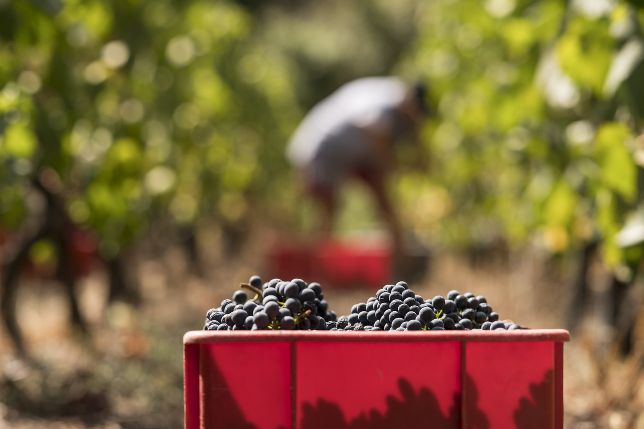 grape picker