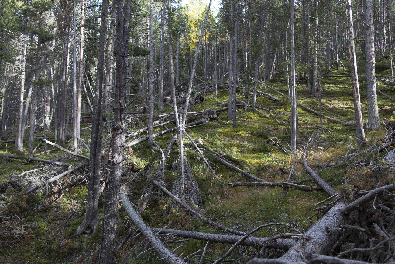 Forest in Canton Graubünden