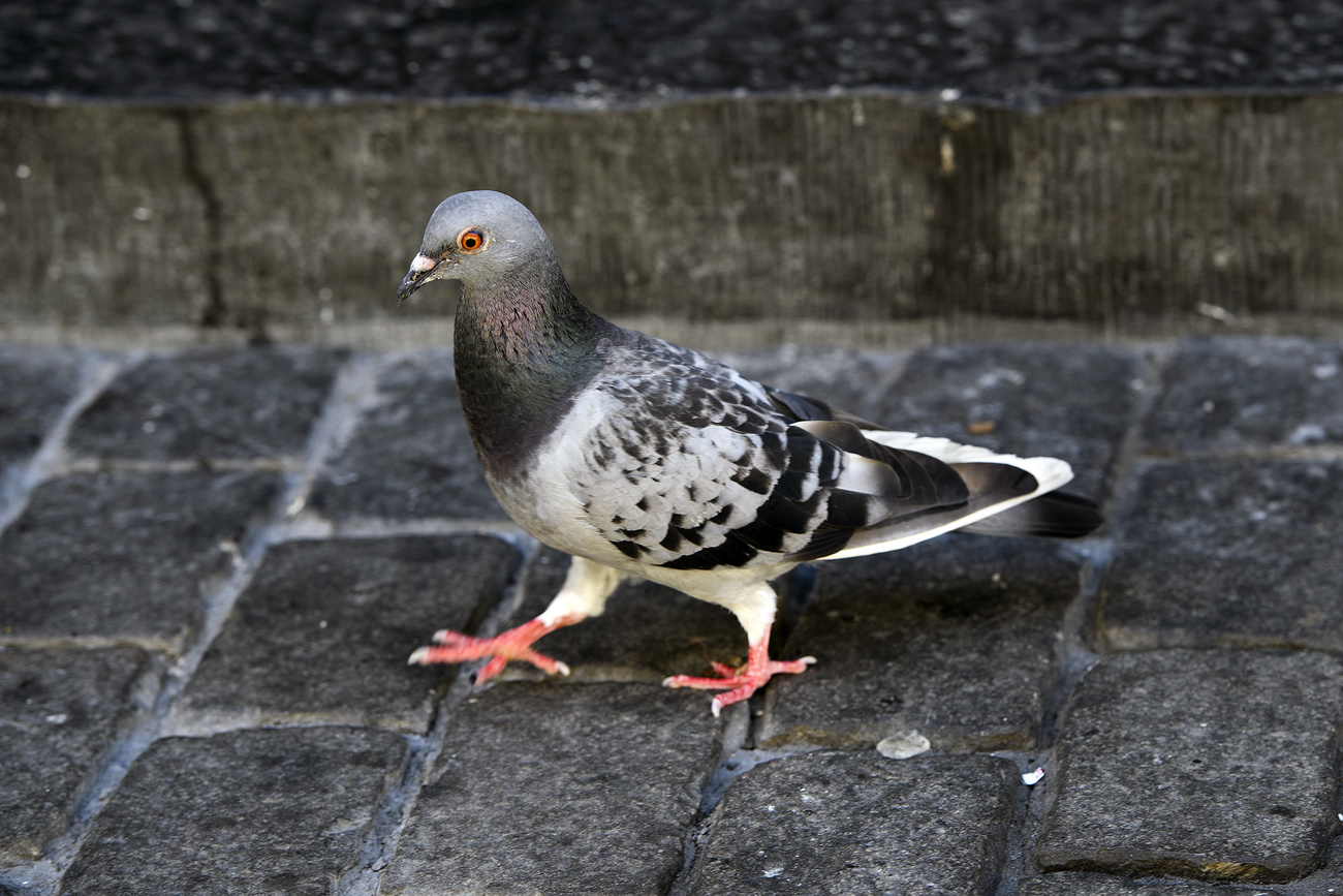 pigeon
