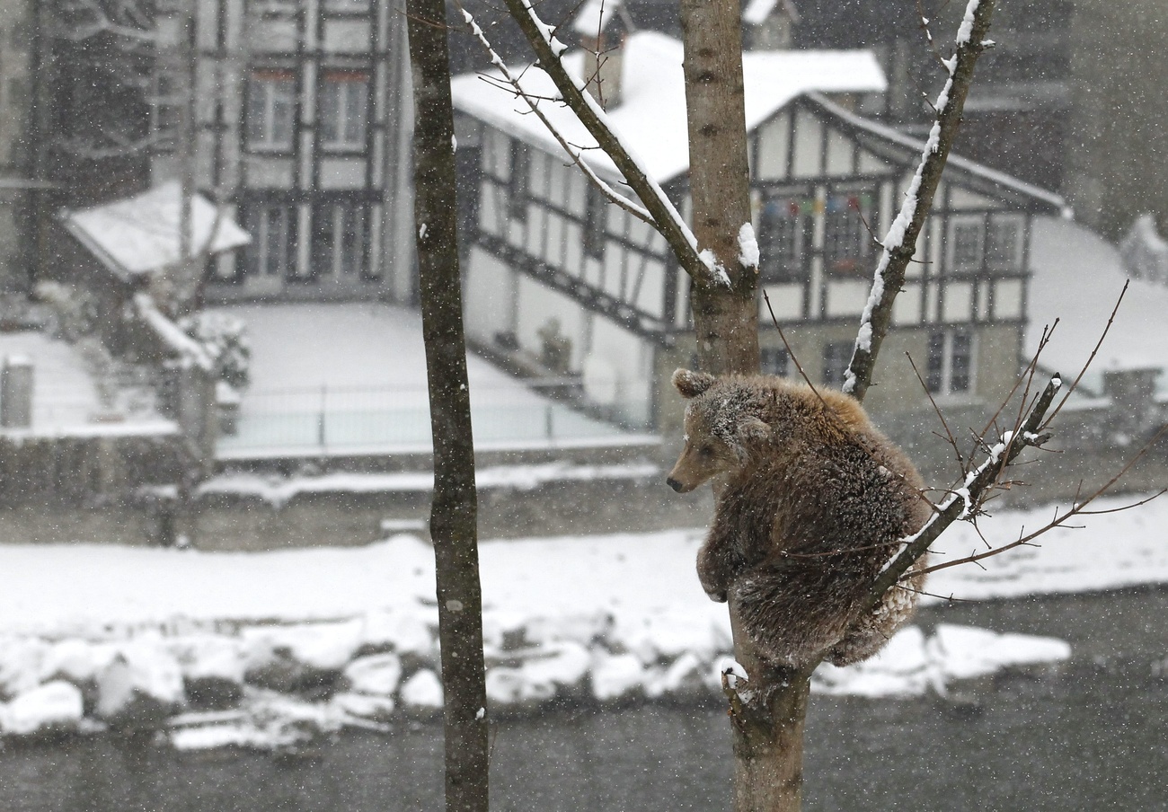 orso su un albero