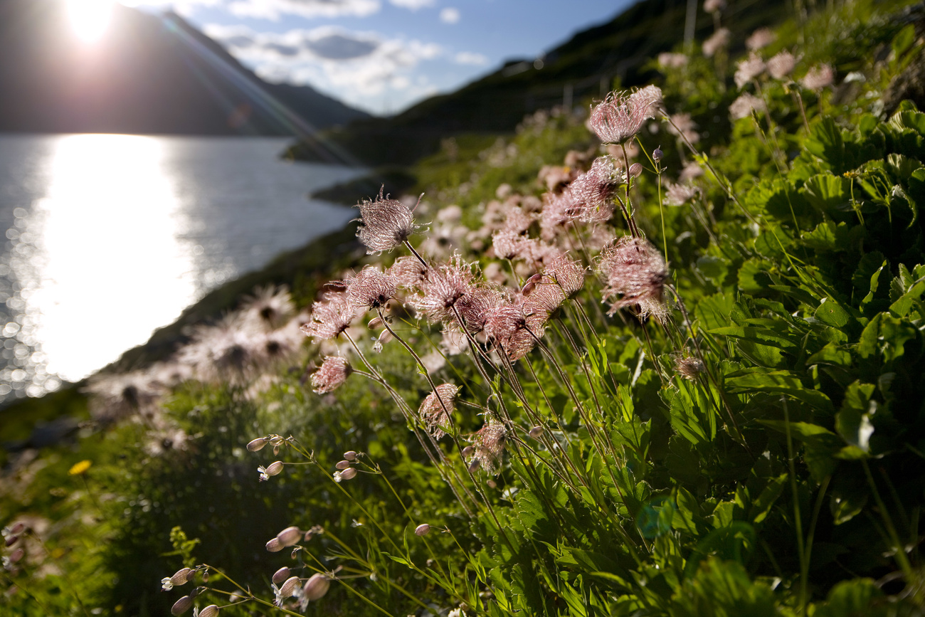 flores rosas junto al lago suizo