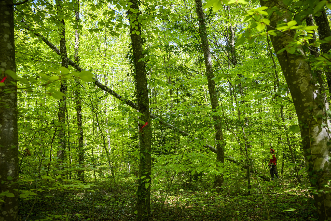 green trees in forest