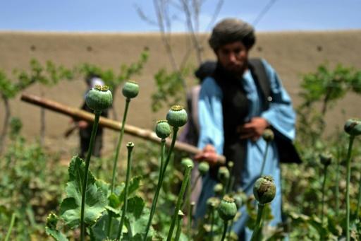 La guerra de las amapolas: el fracaso de EEUU en Afganistán que aupó a los  talibanes