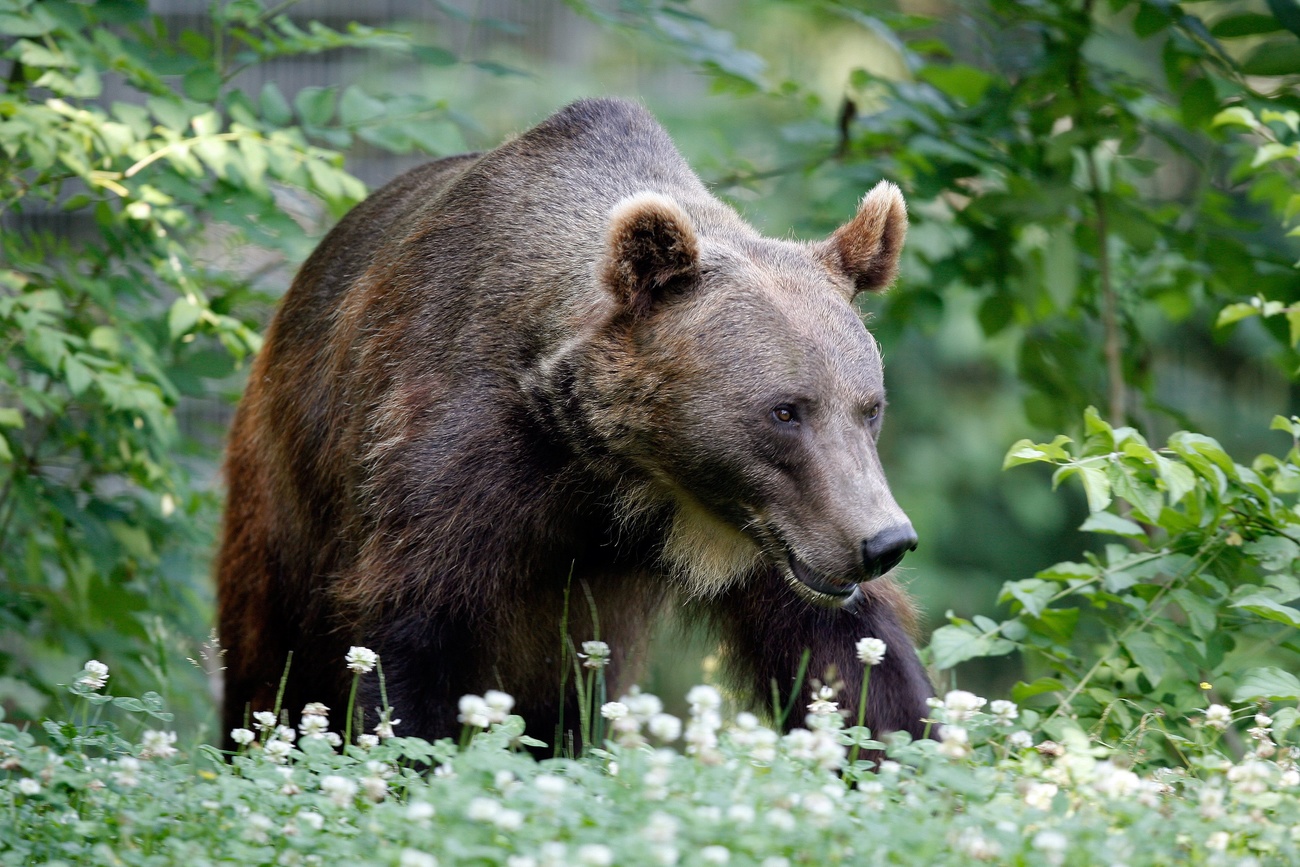 orso bruno
