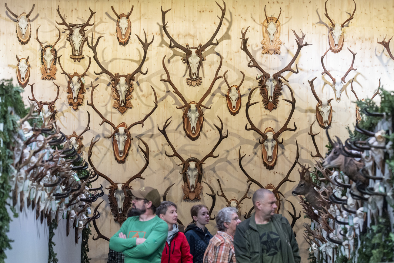Stag heads on wall