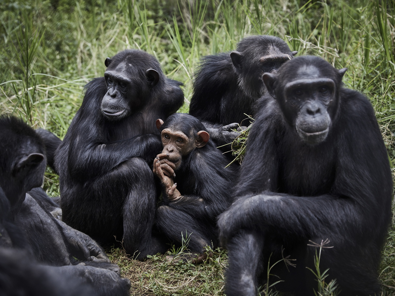 Chimps