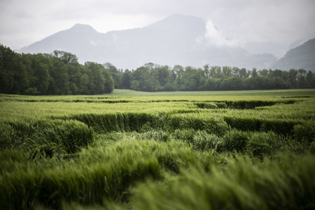 green field in front of mountains
