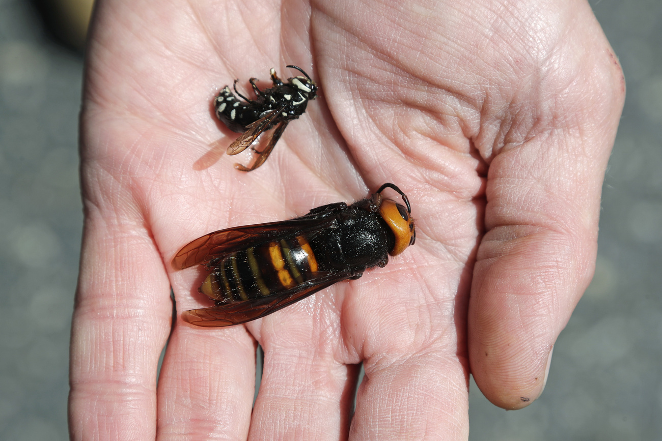 asian hornets pose a danger to honeybee populations