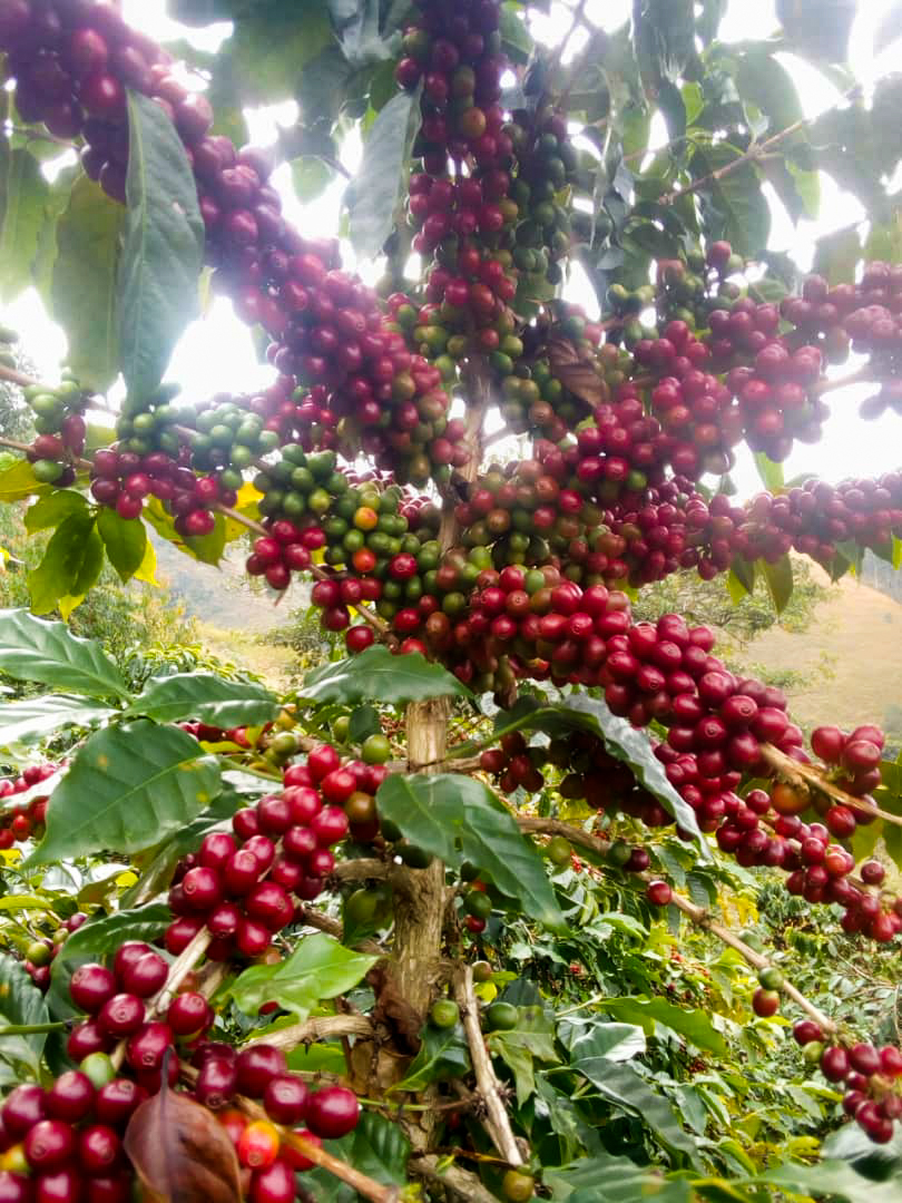 赤く染まったコーヒー豆の実