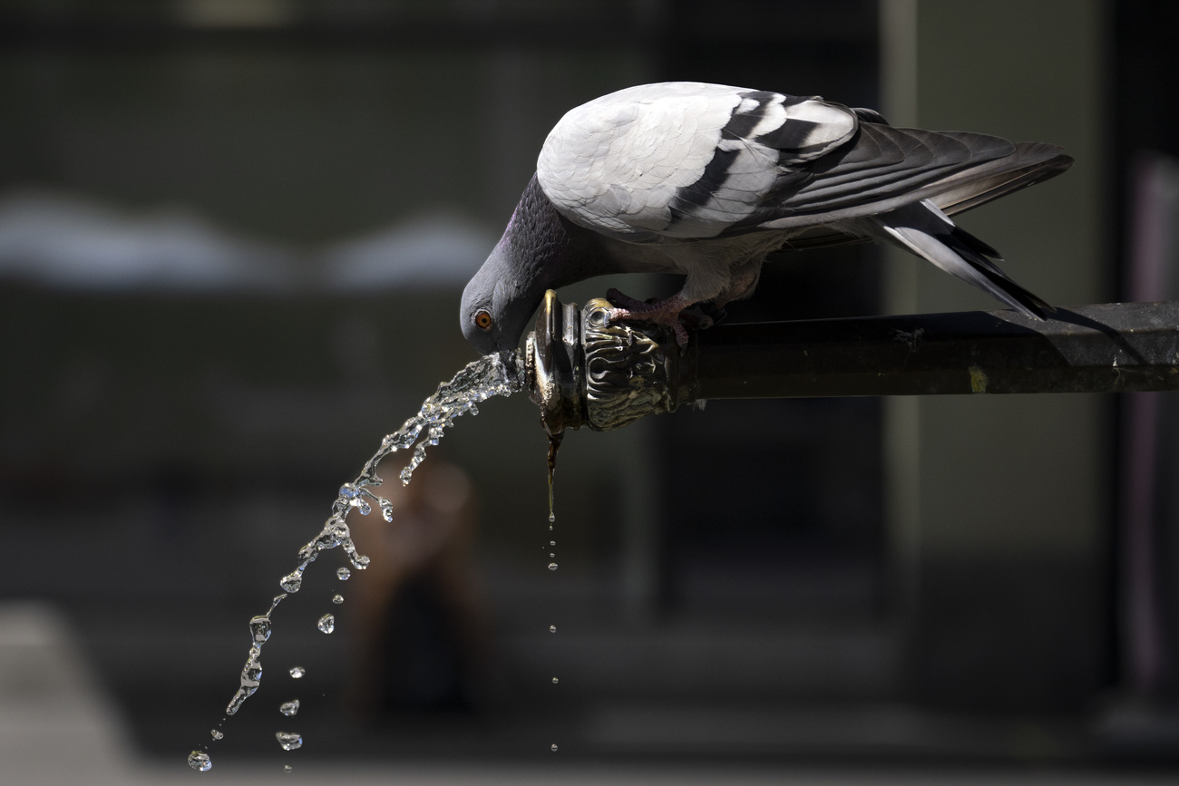 pigeon drinking from fountain