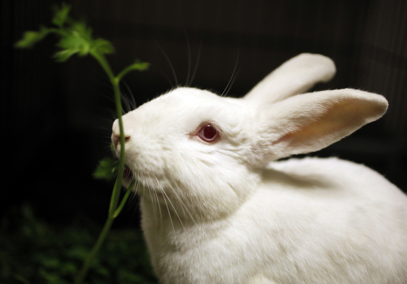 white pet rabbit