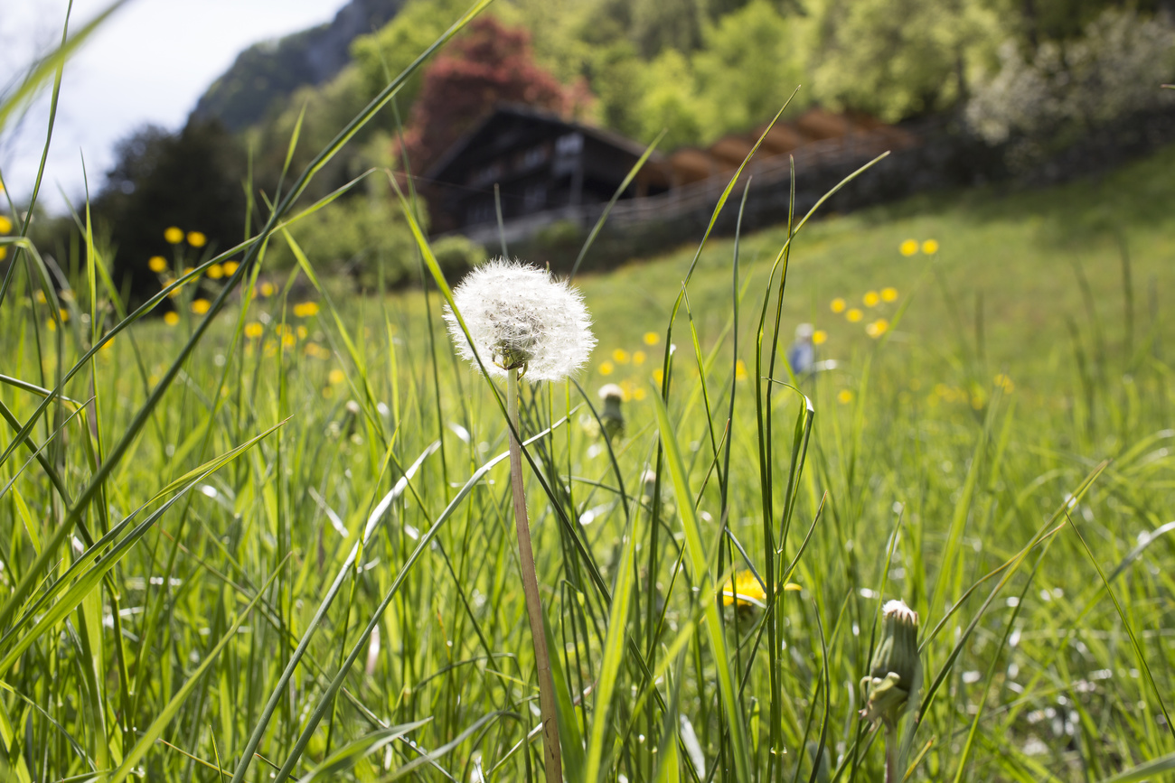 ウーリ州にある草地。スイスの一部地域では花粉症が猛威を振るっている