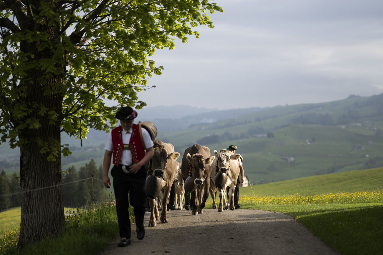 a man in traditional Swiss clothing walks with cows