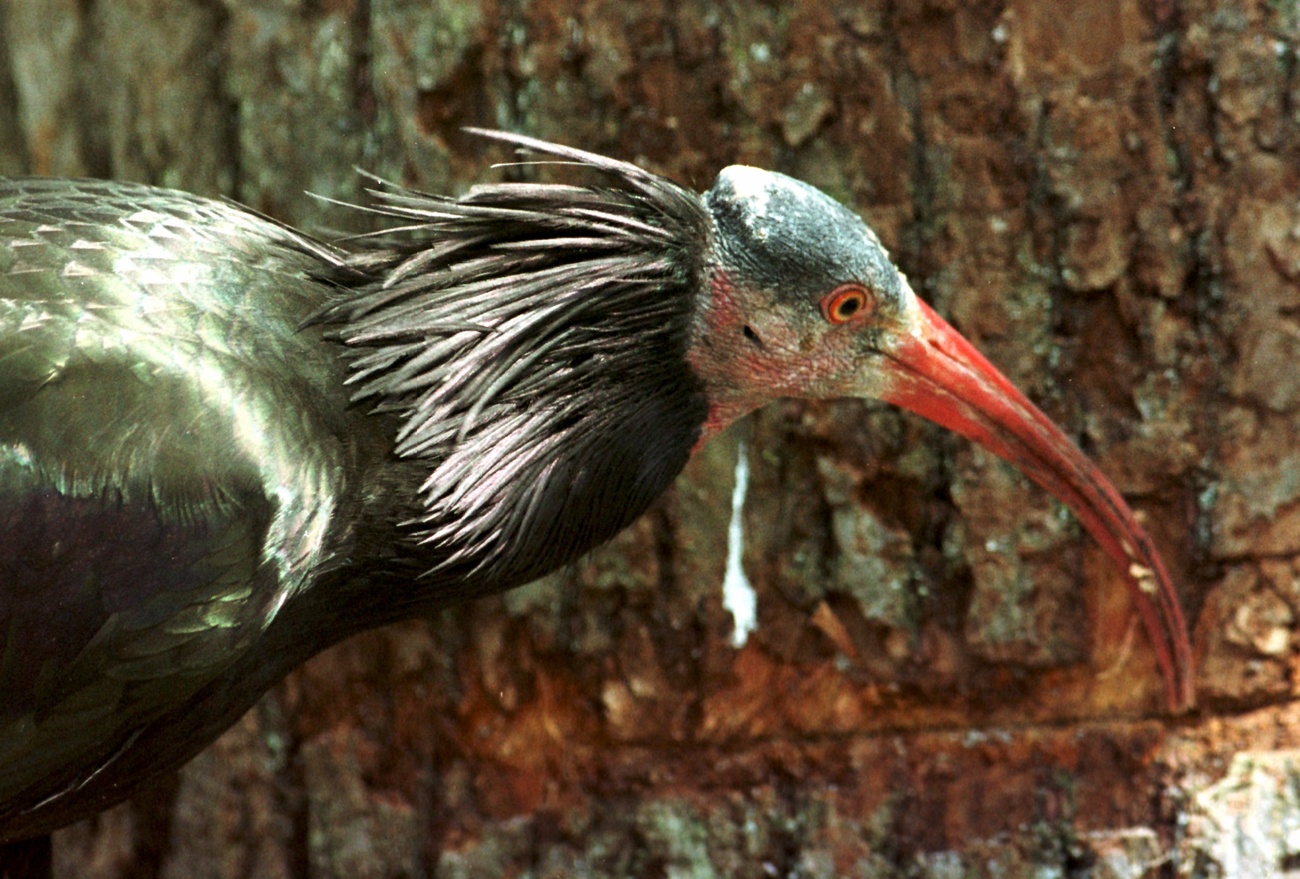 Ein Waldrapp mit langem roten Schnabel und einer Halskrause aus schwarzen Nackenfendern.