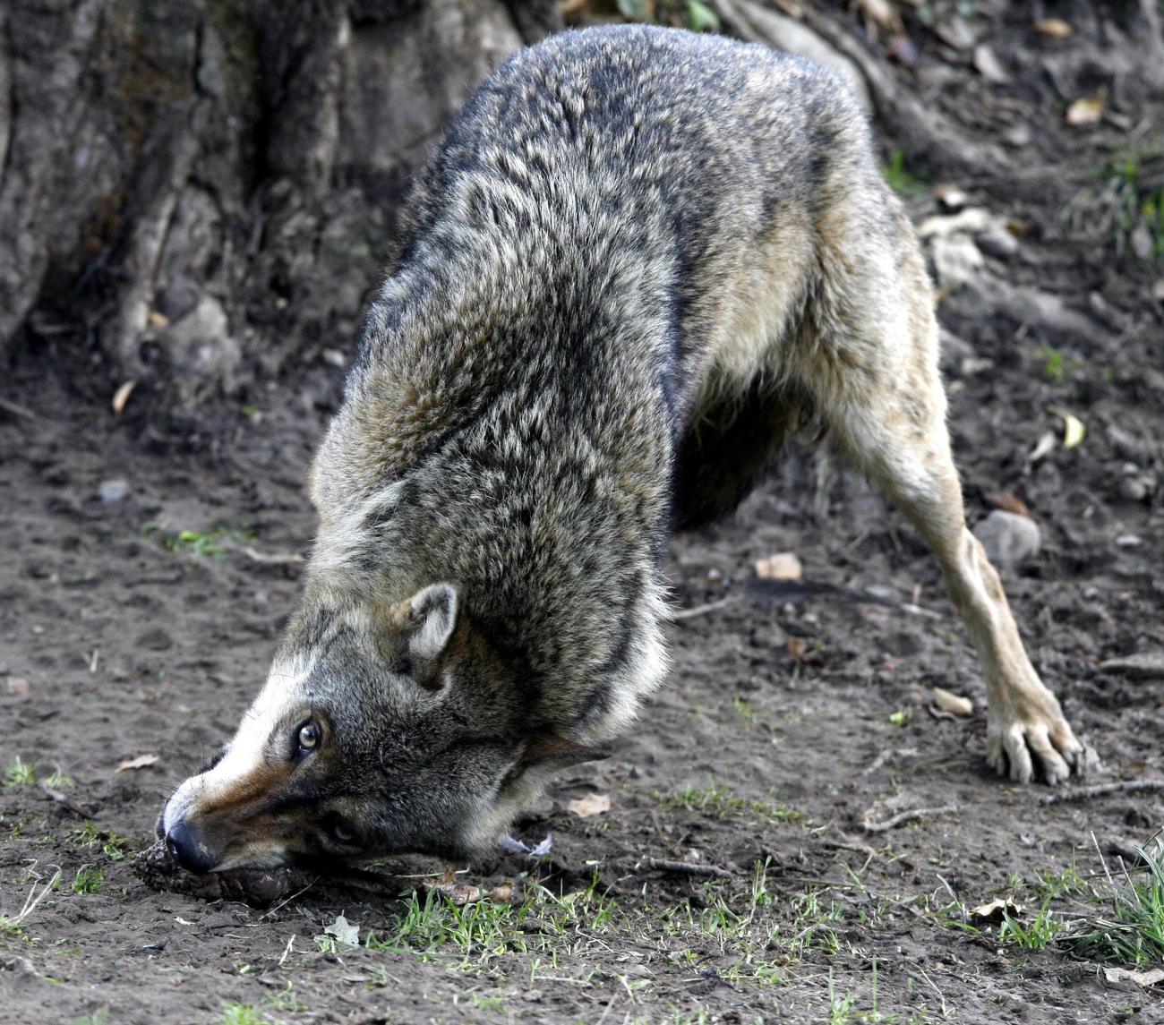 How many wolves are good for Switzerland? - SWI swissinfo.ch