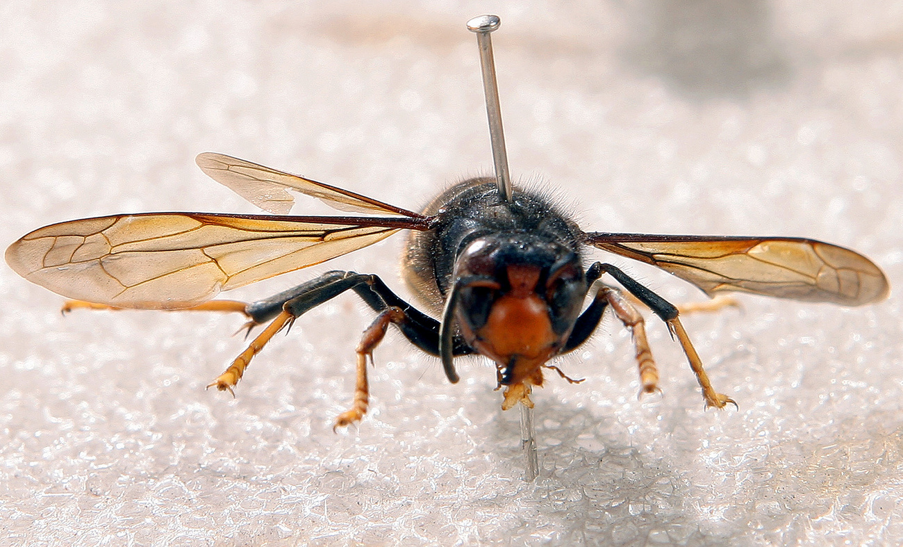 dead Asian hornet