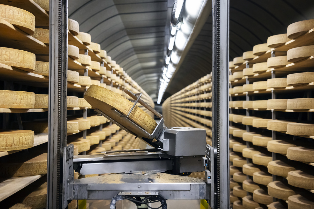 Meules de gruyère dans une cave