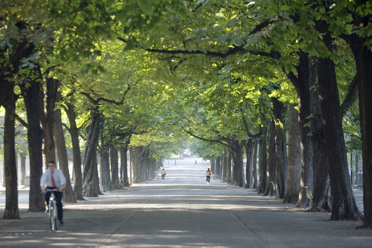 Blick auf eine Allee in Genf, die von Bäumen gesäumt ist
