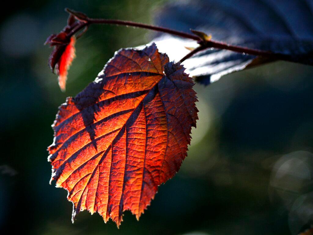 Seit 1953 haben Haselsträucher nie mehr so früh geblüht - SWI swissinfo.ch
