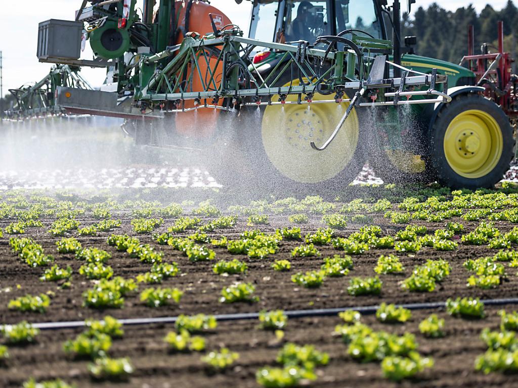 Traktor, der Pestizid auf einem Feld mit Salatköpfen versprüht