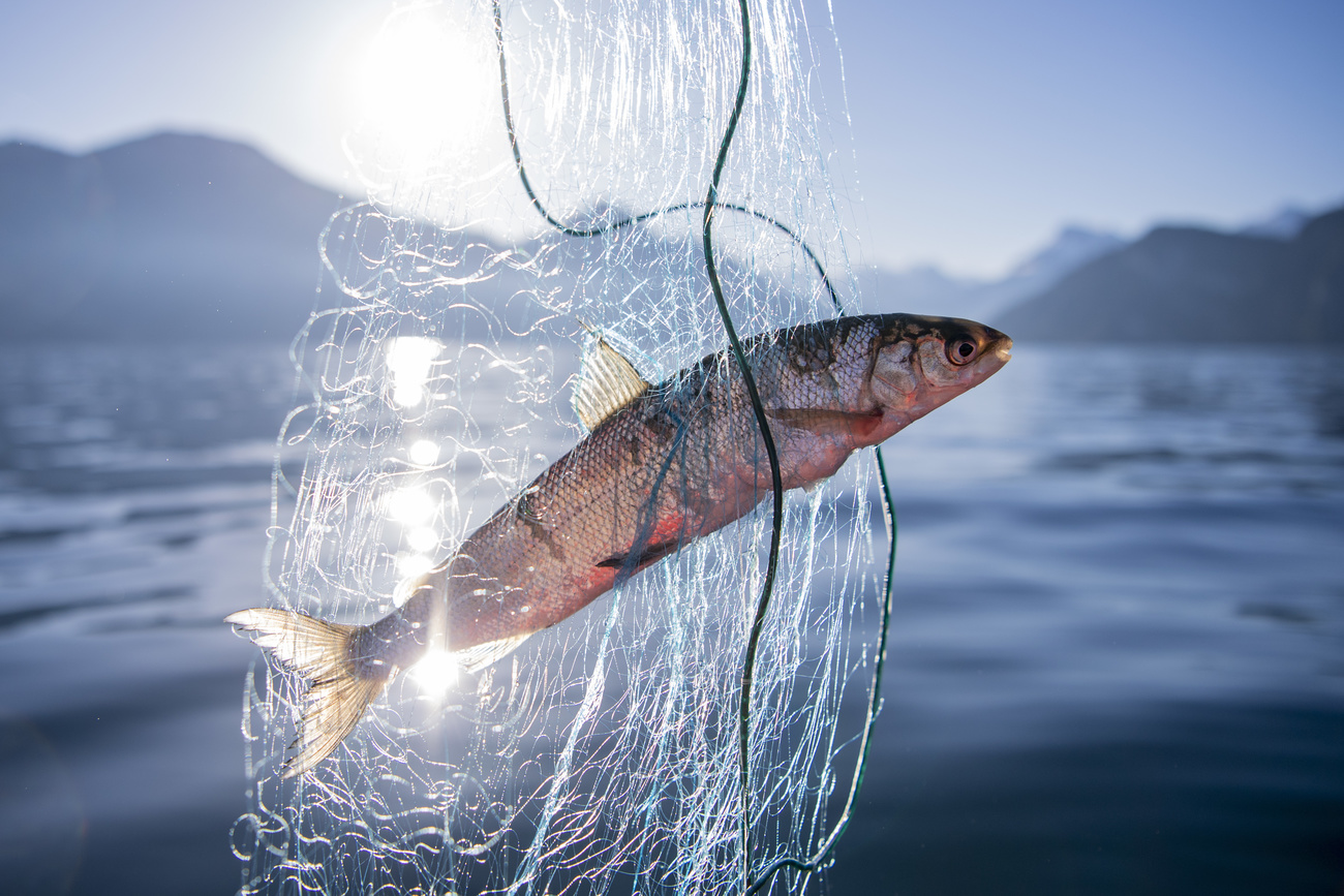 Peces en una red