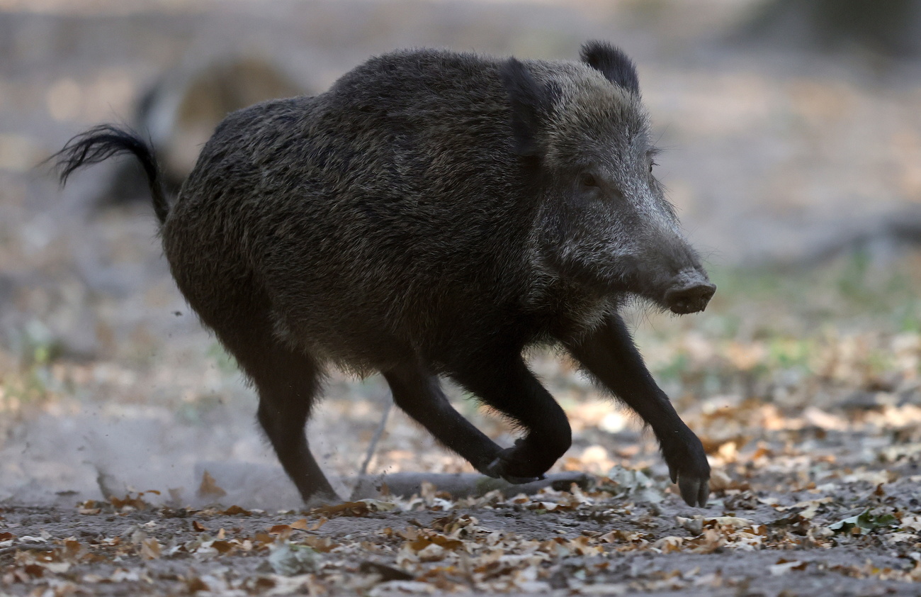 cinghiale corre