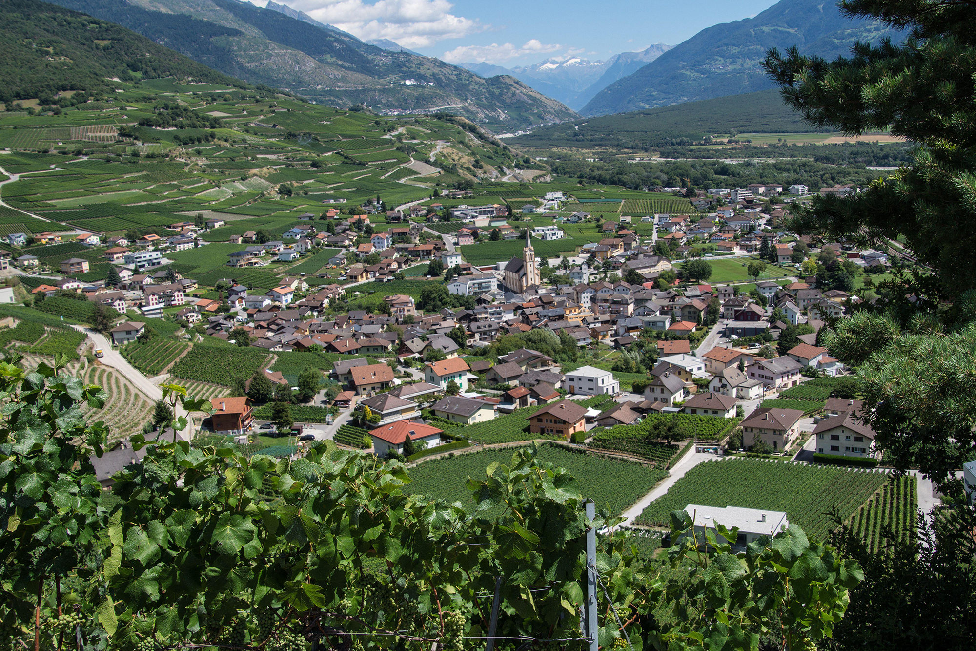 Vue aérienne d un village entouré de vignes.