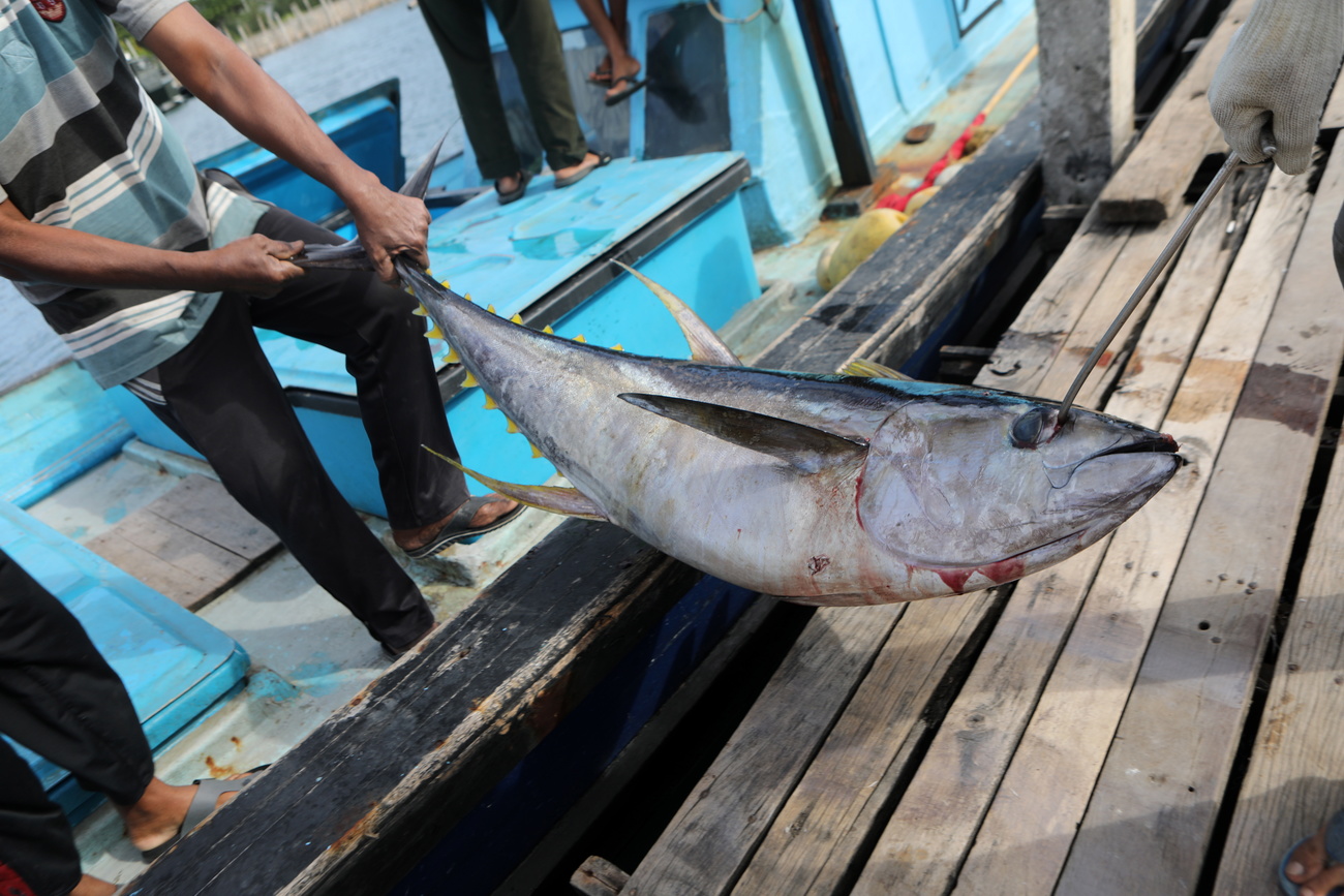 Tuna being landed on a boat