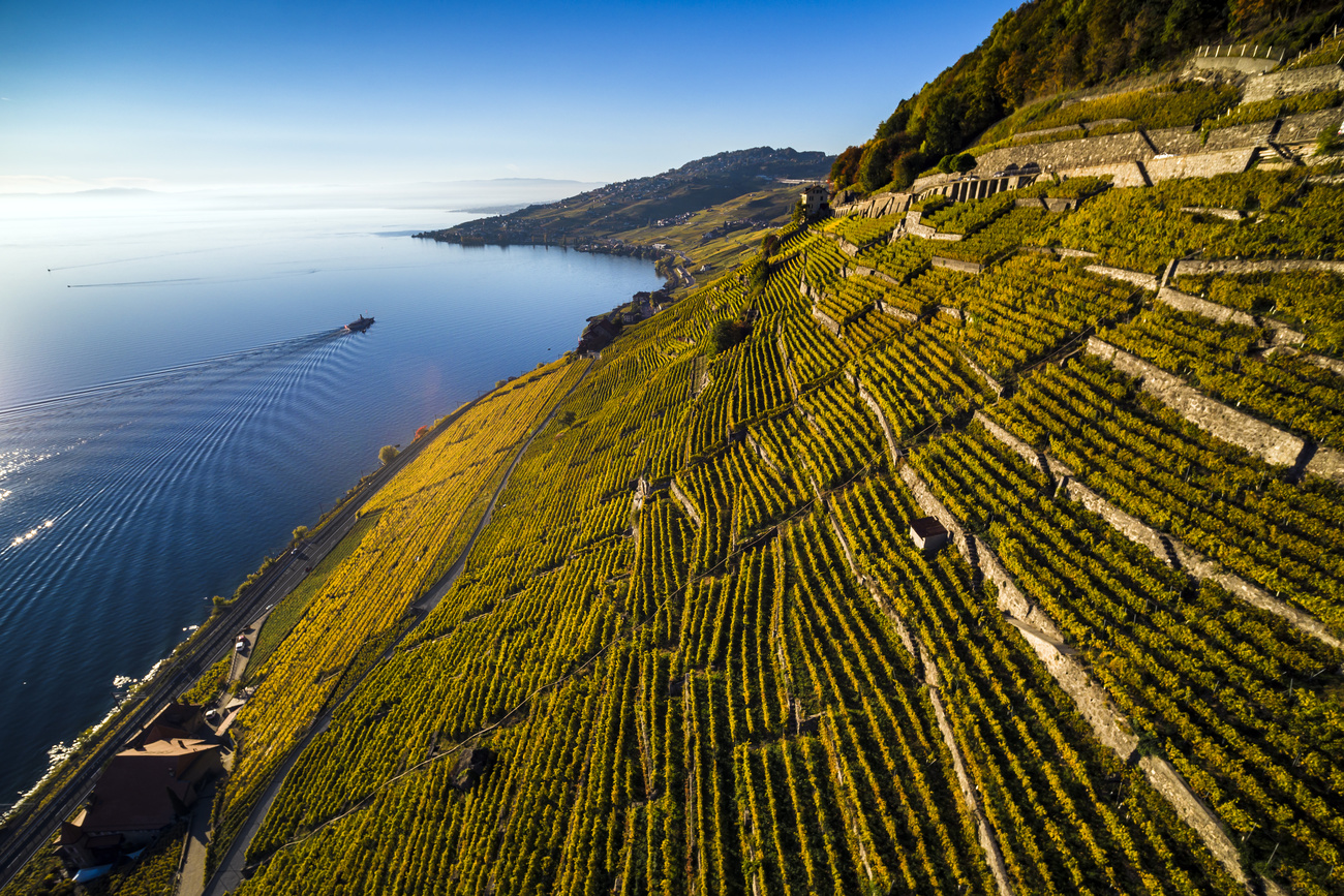 Lavaux vineyards