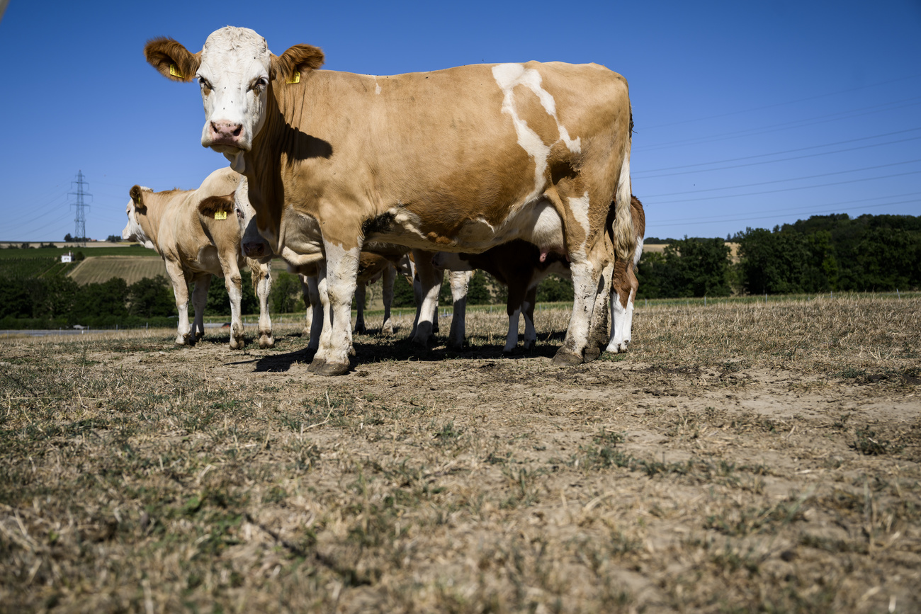 Kühe auf einem Feld
