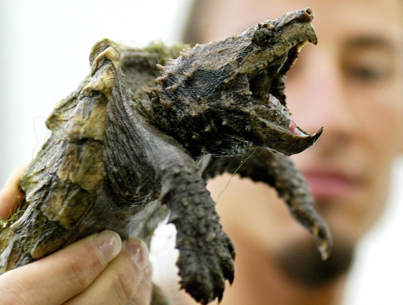 Invasive North American snapping turtle has been found in canton Vaud in switzerland