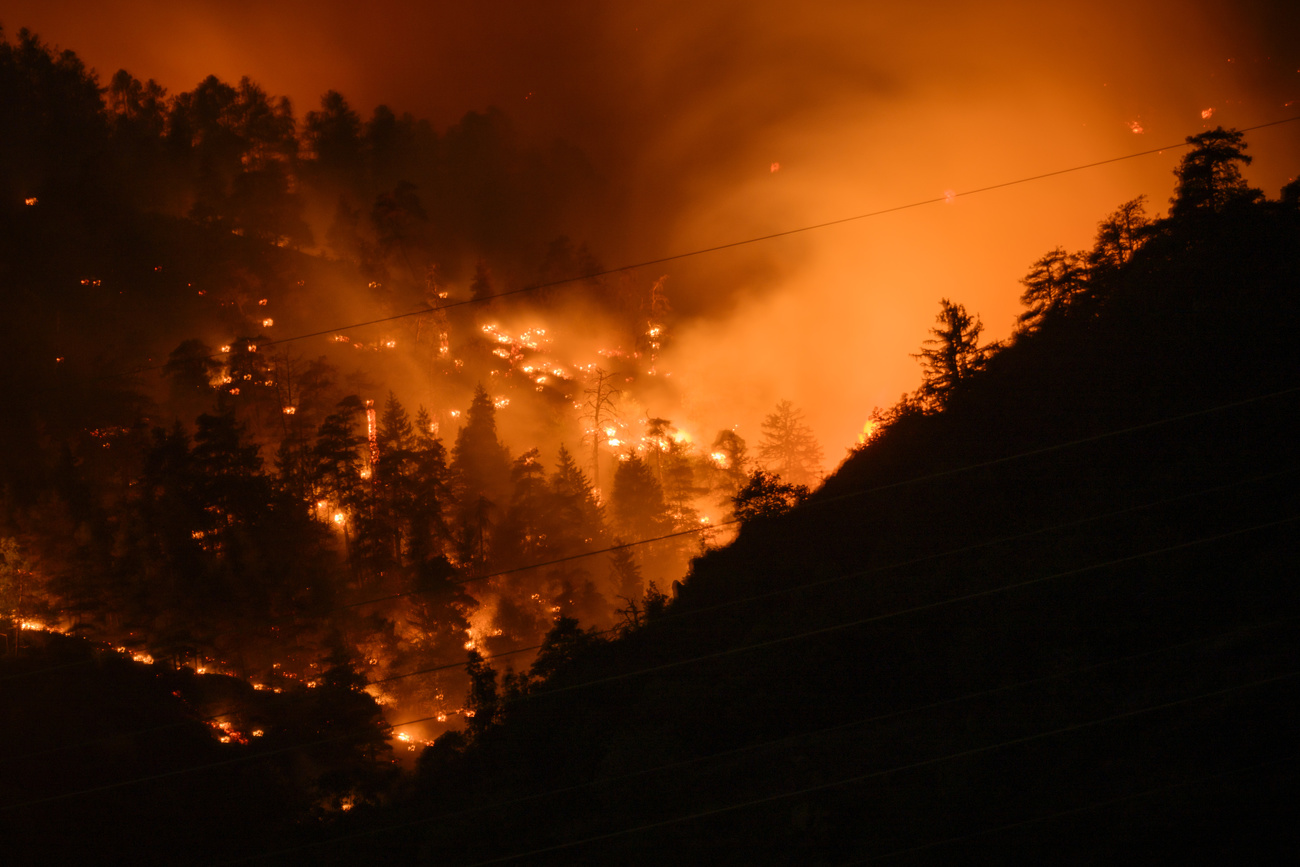 bosco in fiamme di notte