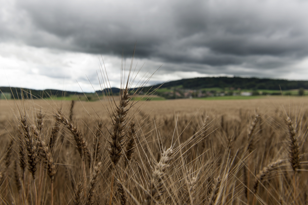 Campo di grano sotto le nuvole scure