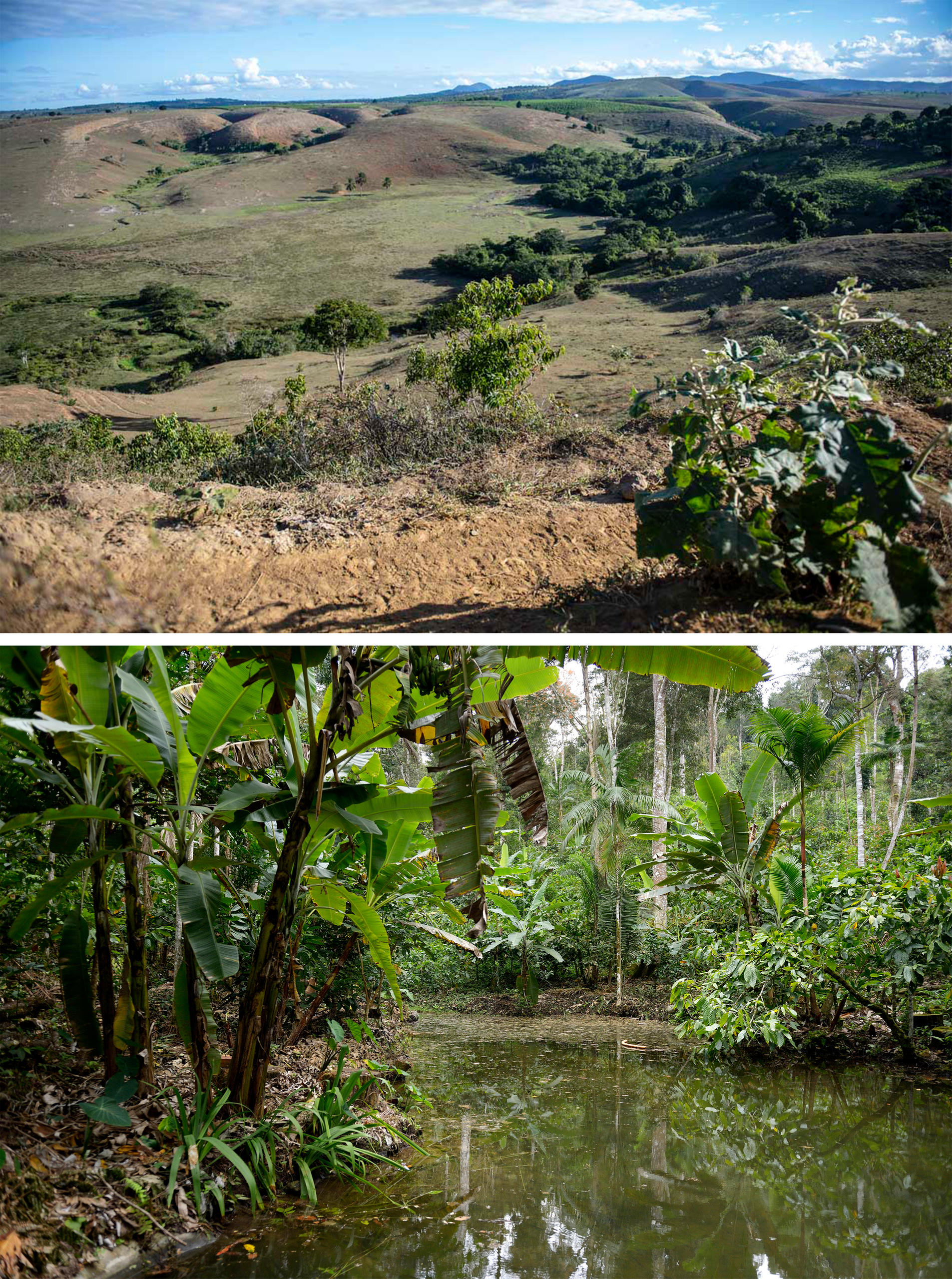Duas imagens mostrando diferenças em termos de reflorestação