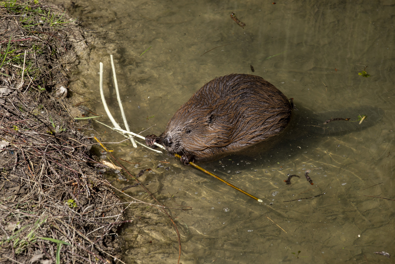 Photo of a beaver in a water stream