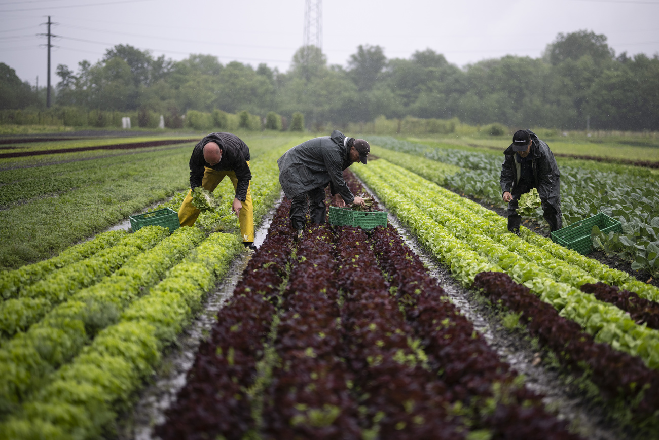 La raccolta di insalata.