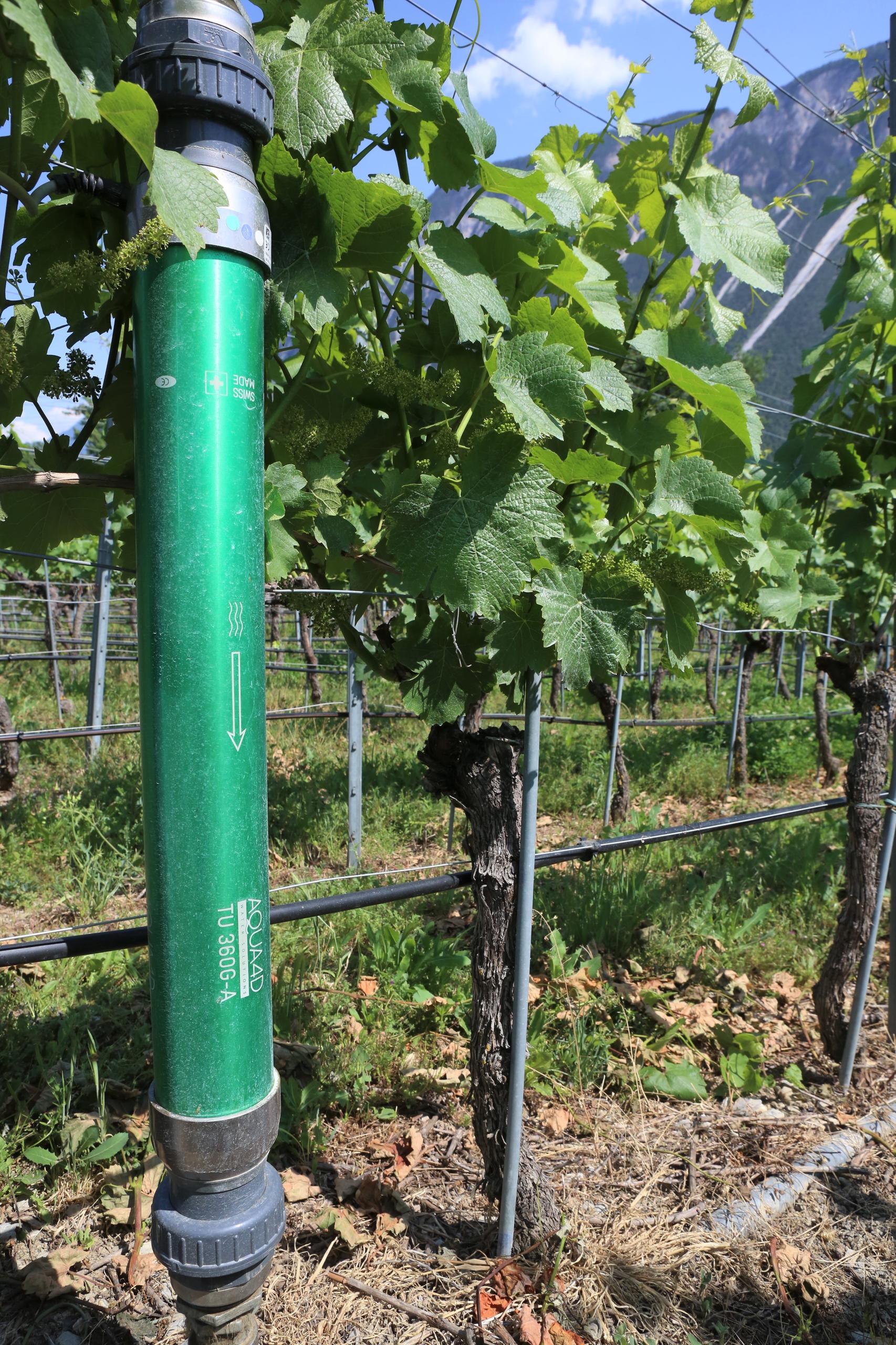 Un cylindre métallique irriguant un pied de vigne.