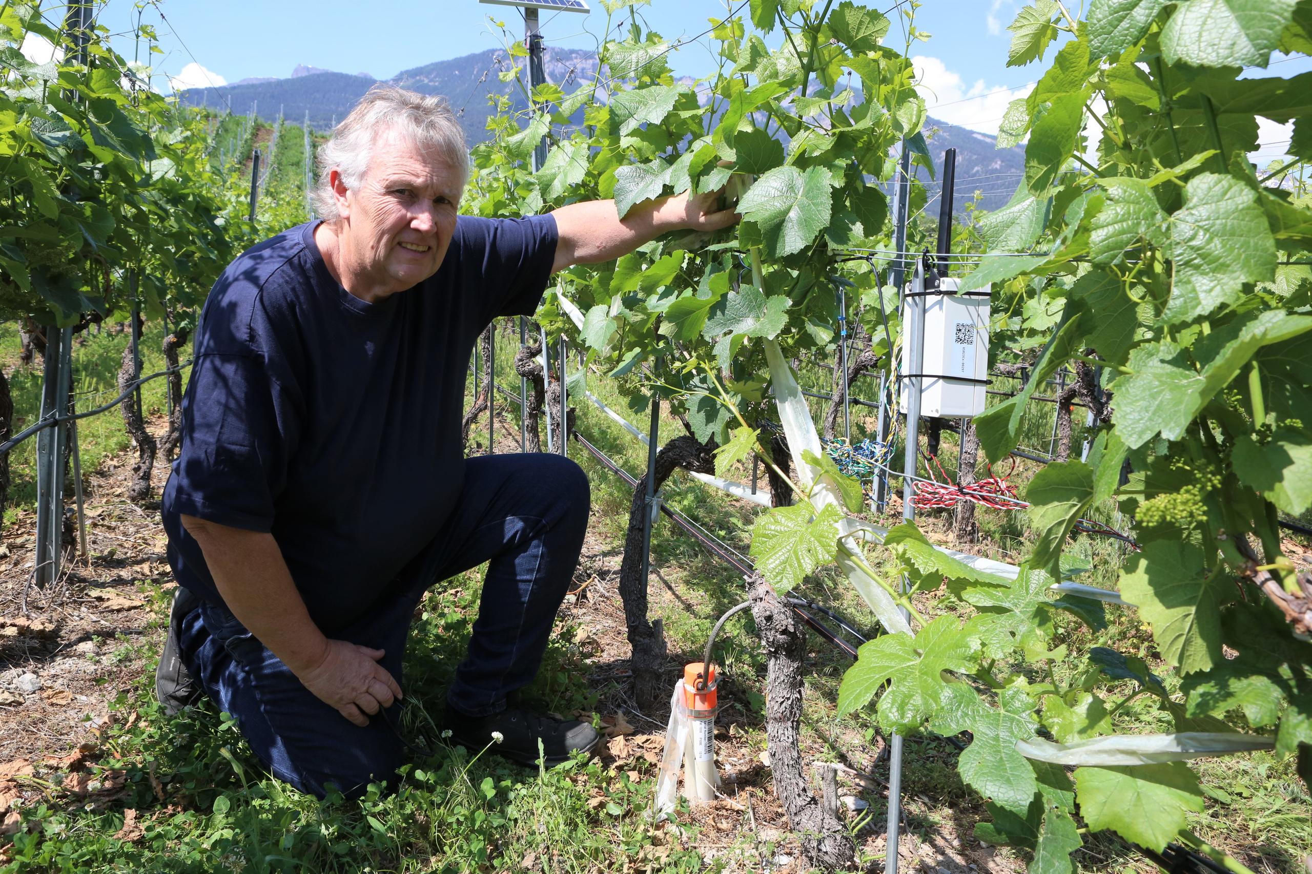 Un homme accroupi dans une vigne.