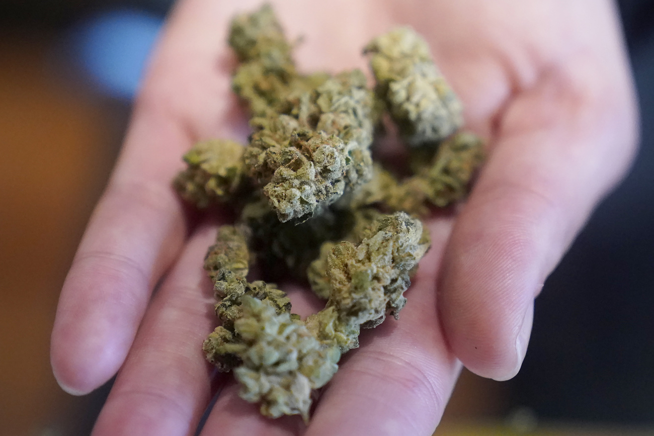 mano con fiori di cannabis