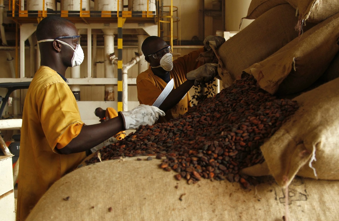 Workers in a cocoa bean facility