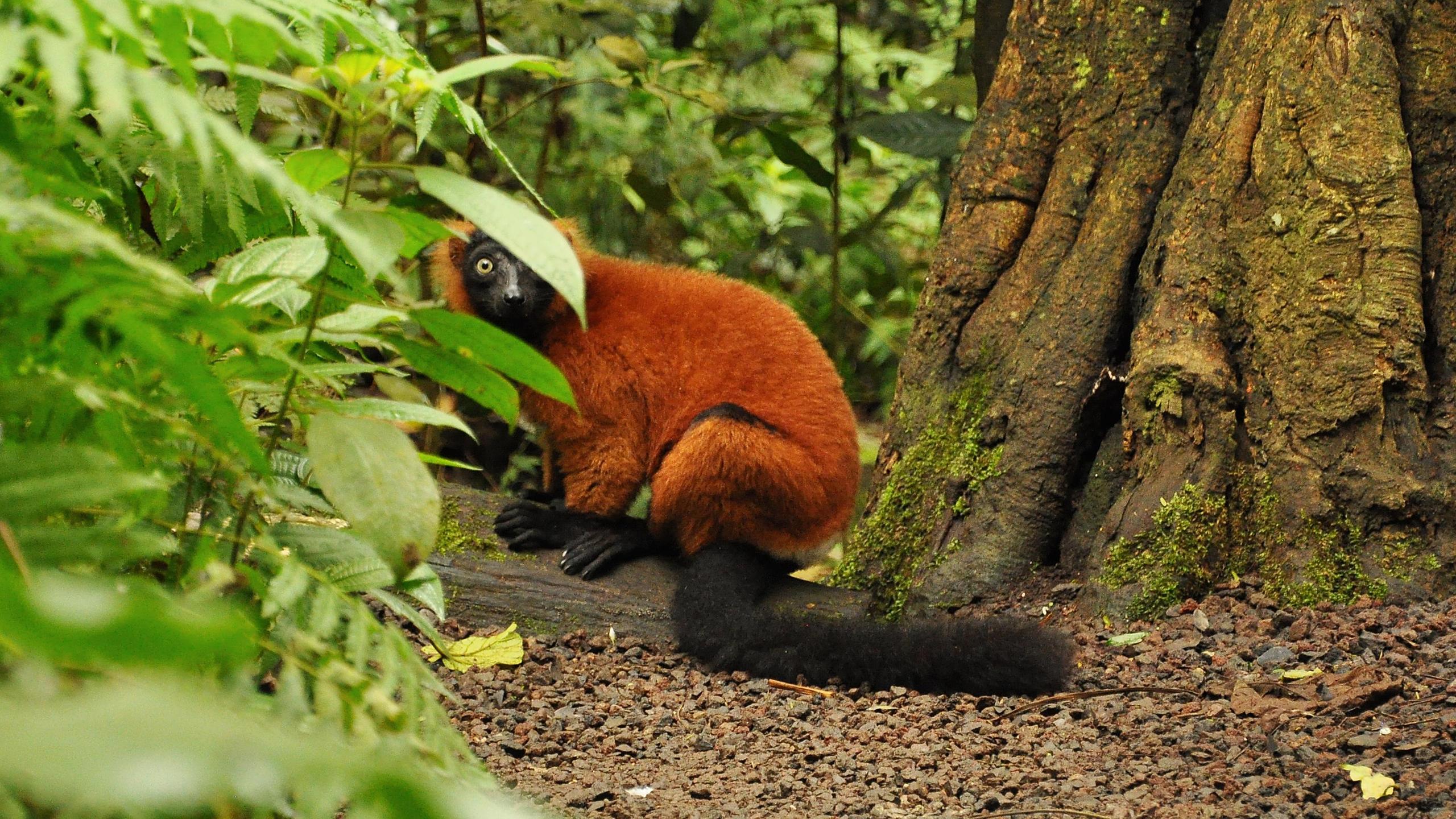 紅狐猴是馬蘇阿拉雨林館中最喧鬧的居民之一。