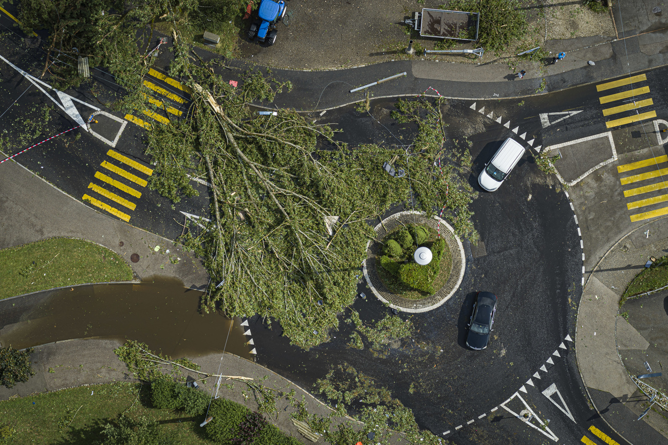 Trees uprooted during the storm.