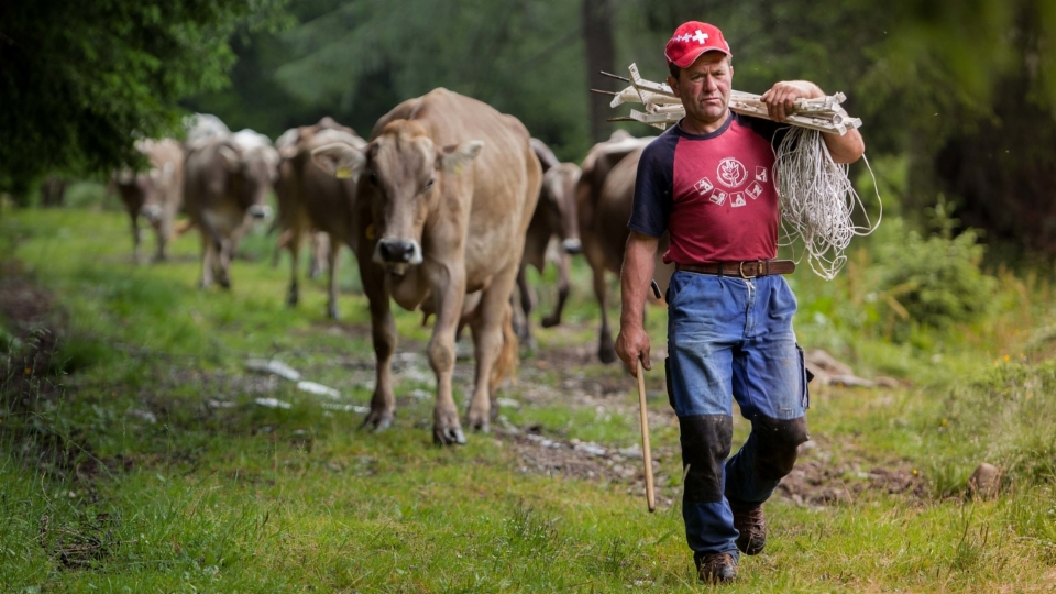 Homme menant un troupeau de vaches