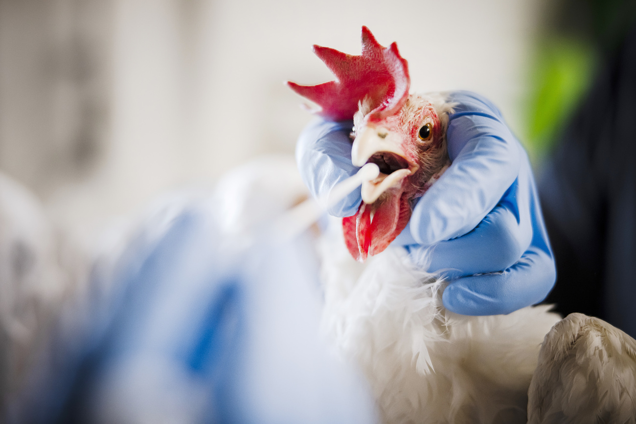 Chicken tested for bird flu