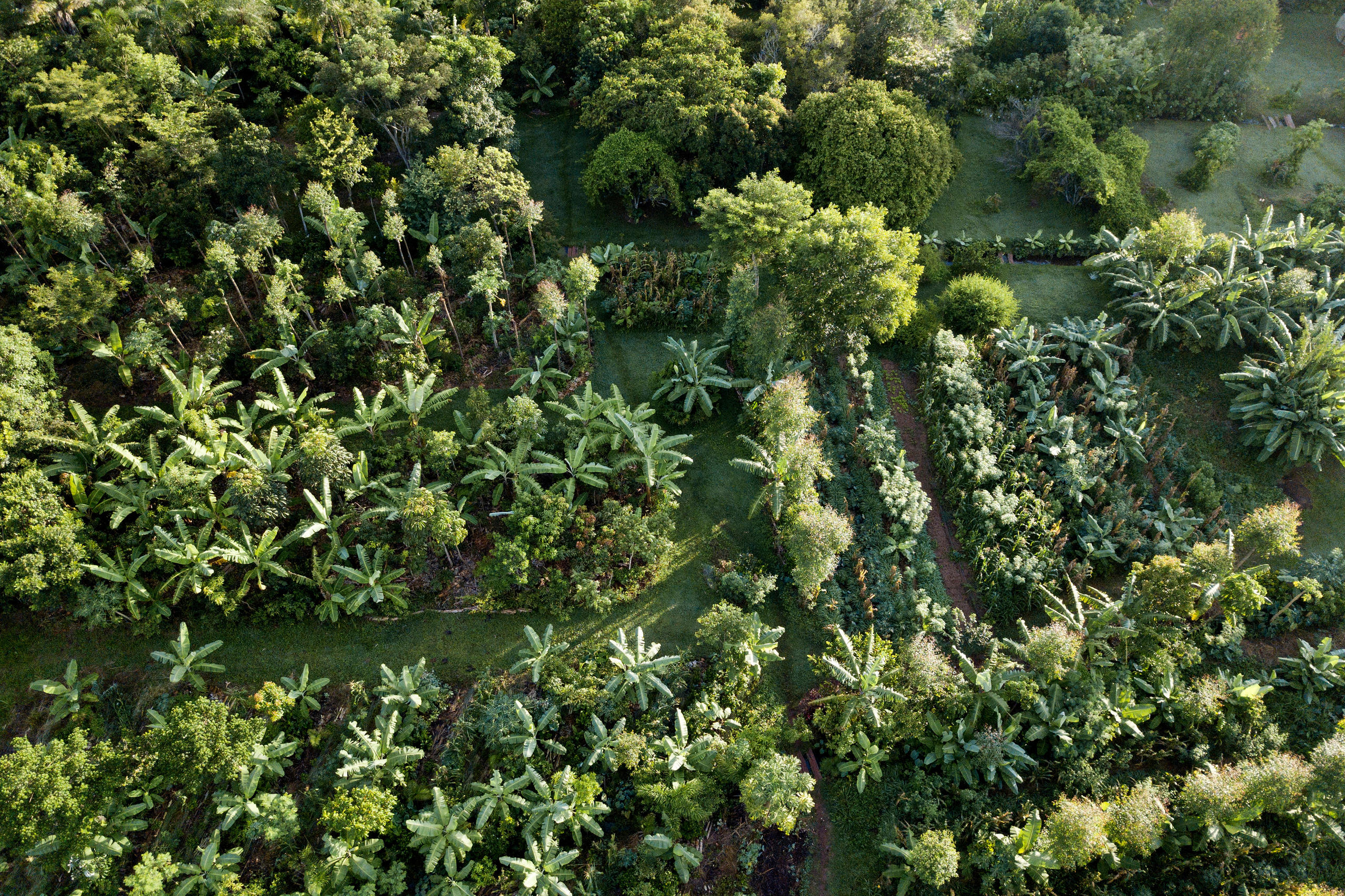 Ein Wald in Brasilien