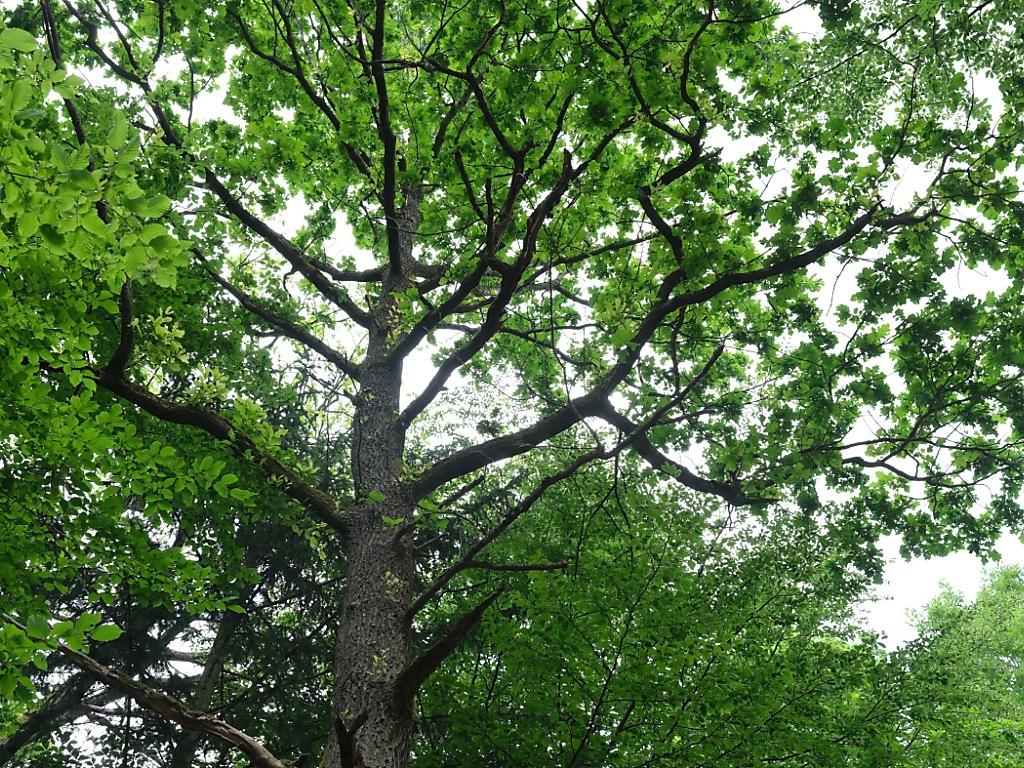 Waldbäume mit grünem Laub